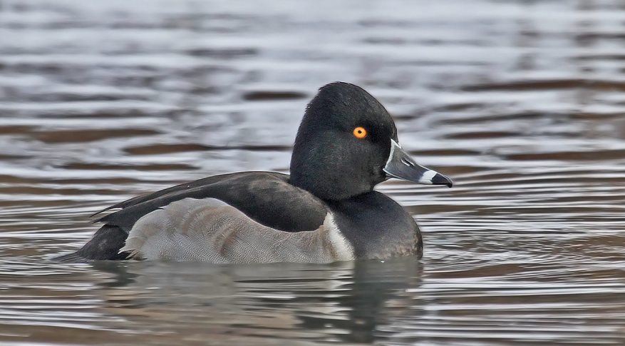 Ring-necked Duck, Ryan Schain