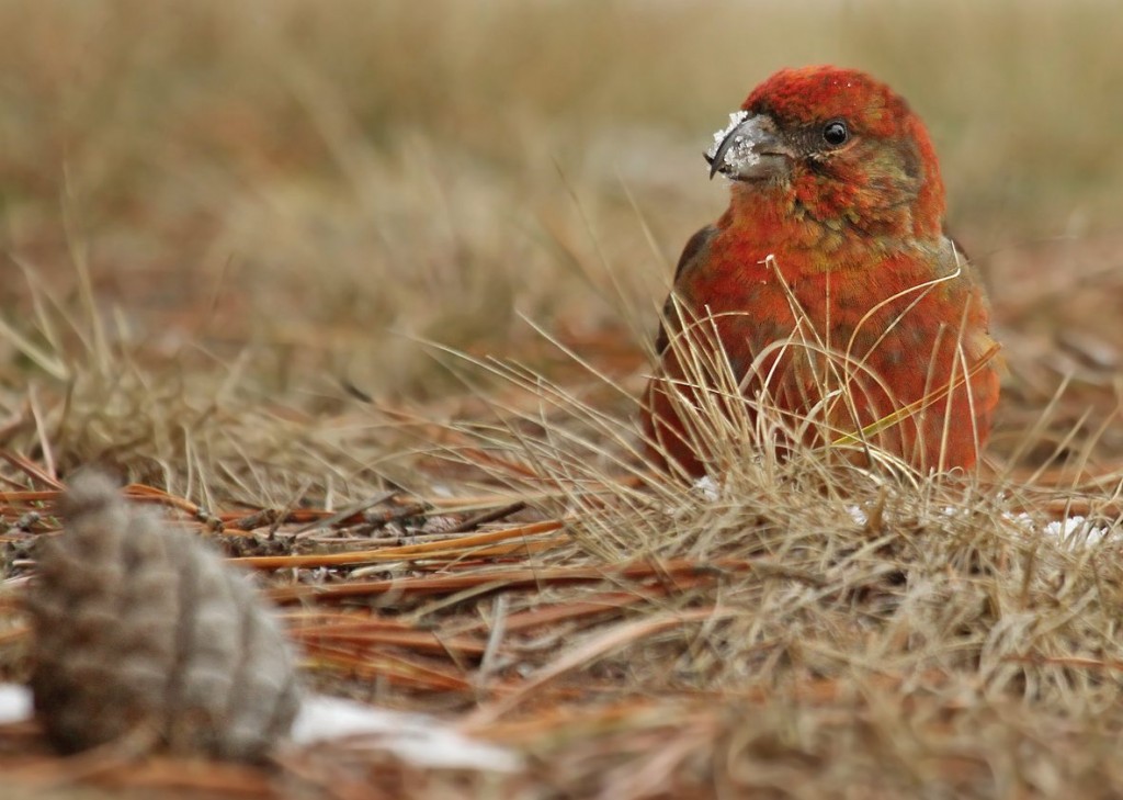 Red Crossbill, Ryan Schain