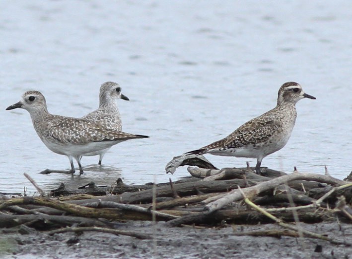 American Golden-Plover. Michael O'Brien/Macaulay Library. 14 March 2011. eBird checklist S7849517, Macaulay Library 25245691