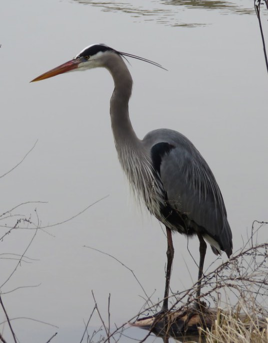 Great Blue Heron. Clayton Koonce/Macaulay Library. 3 March 2016. eBird checklist S27947126, Macaulay Library 25264761.