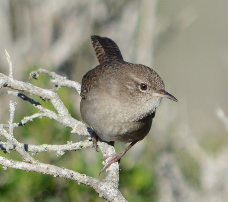 House Wren. Brad Rangell/Macaulay Library. 5 February 2016. eBird checklist S27320542, Macaulay Library 24043771.