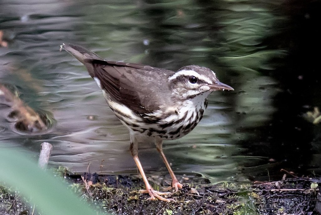 Screenshot 2016-03-11 10.32.14