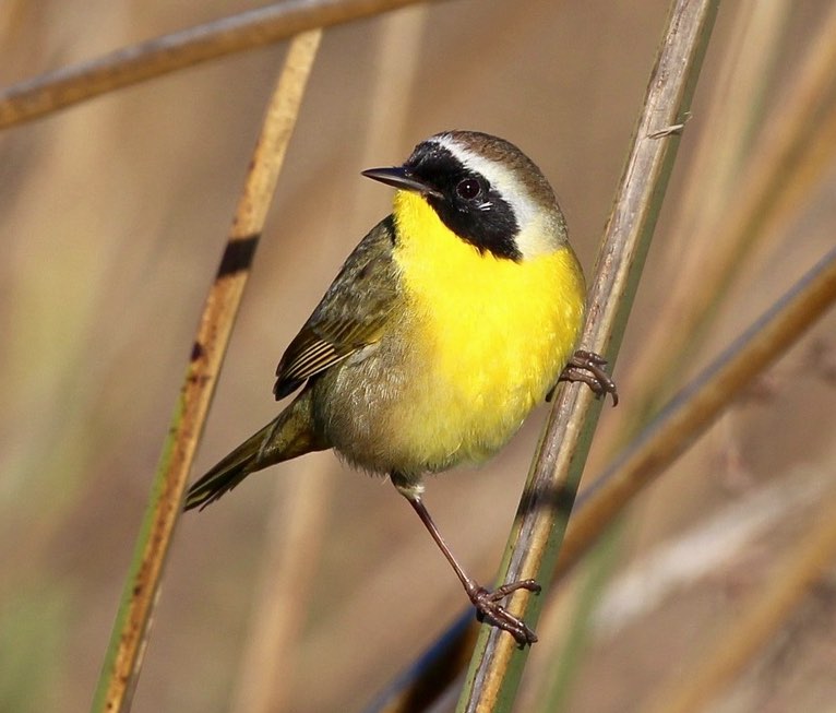 Screenshot 2016-03-11 10.33.31