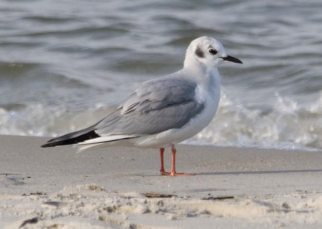 Screenshot 2016-03-11 10.34.17