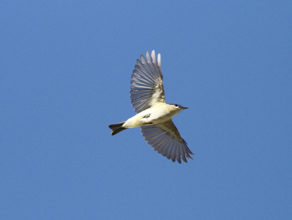 Warbling Vireo