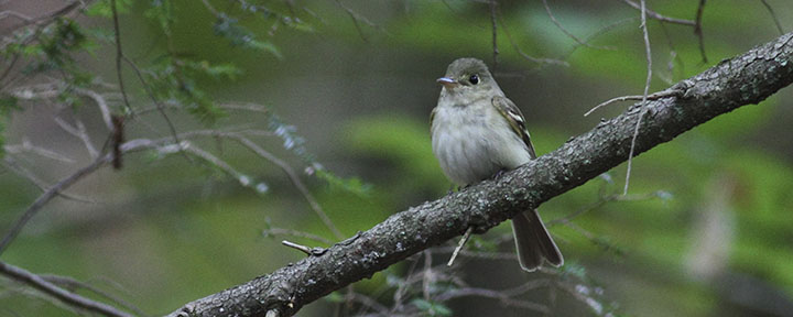 Acadian Flycatcher © Benjamin Van Doren