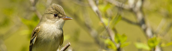 Alder Flycatcher © Ian Davies