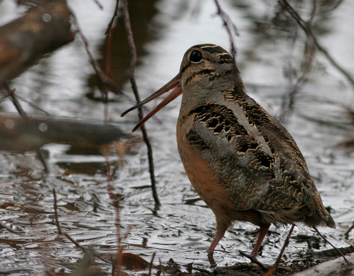 American Woodcock