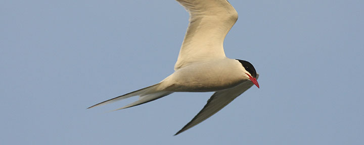 Arctic Tern © Benjamin Van Doren