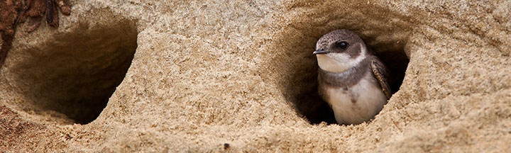 Bank Swallow © Ian Davies