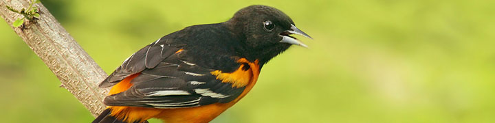 Baltimore Oriole © Ryan Schain