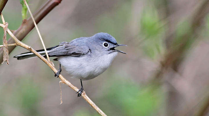 Blue-gray Gnatcatcher © Ian Davies