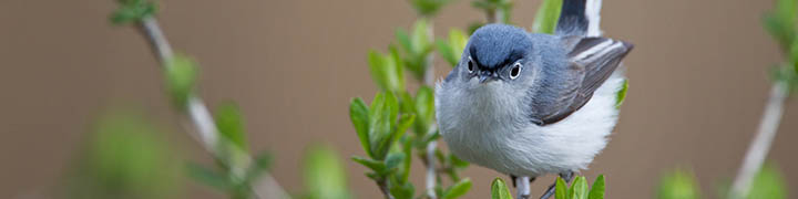 Blue-gray Gnatcatcher © Ian Davies