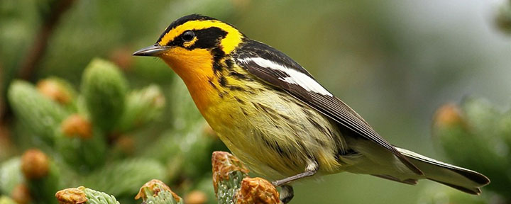 Blackburnian Warbler © Luke Seitz
