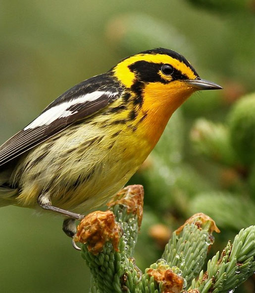 Blackburnian Warbler © Luke Seitz