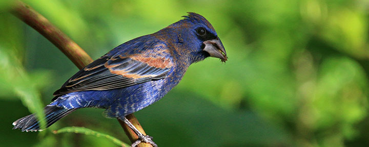 Blue Grosbeak © Ian Davies