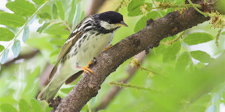 Blackpoll Warbler © Ryan Schain