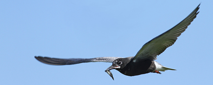 Black Tern © Luke Seitz