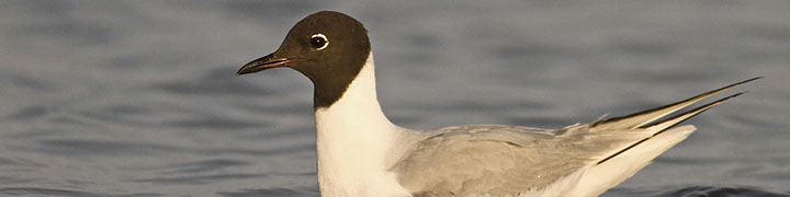 Bonaparte's Gull © Luke Seitz