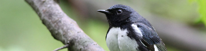 Black-throated Blue Warbler © Ian Davies