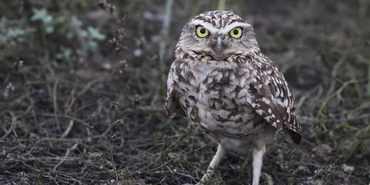 Burrowing Owl © Ian Davies