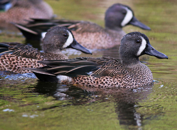Blue-winged Teal