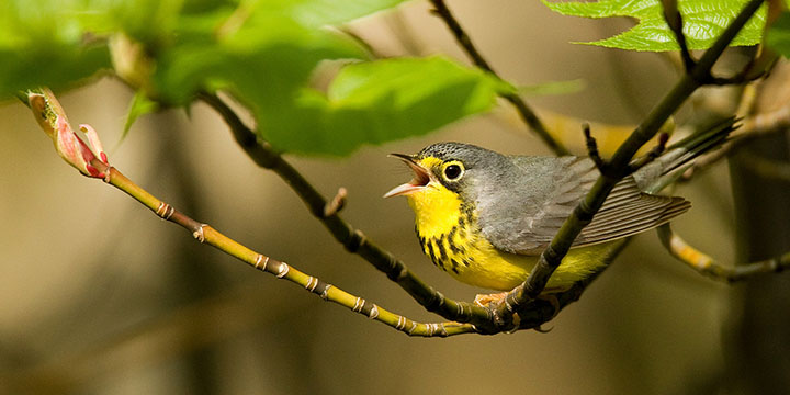 Canada Warbler © Ian Davies