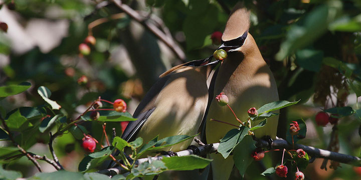 Cedar Waxwing © Ryan Schain