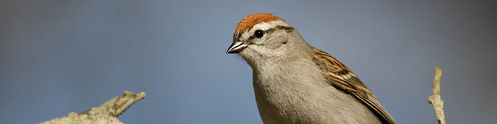 Chipping Sparrow © Ian Davies