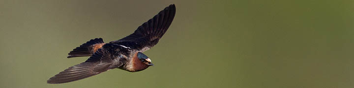 Cliff Swallow © Ian Davies