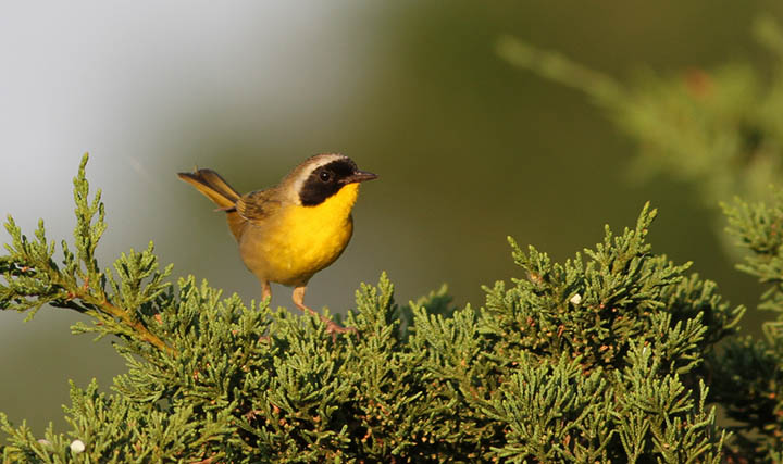 Common Yellowthroat © Ian Davies