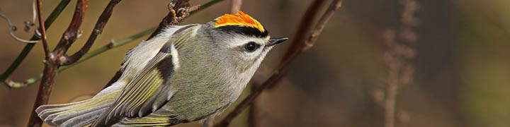 Golden-crowned Kinglet © Ian Davies