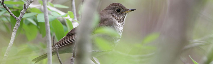 Gray-cheeked (or Bicknell's?) Thrush © Ian Davies