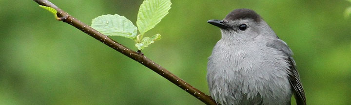 Gray Catbird © Ian Davies