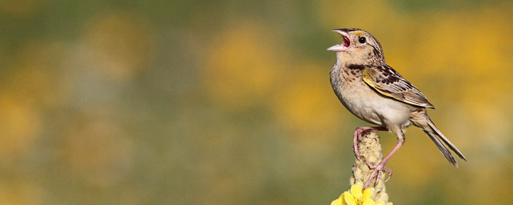 Grasshopper Sparrow © Ian Davies