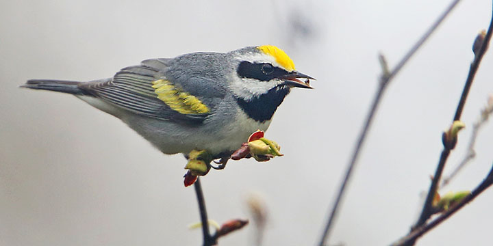 Golden-winged Warbler © Luke Seitz