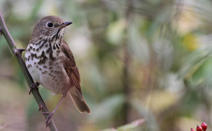 Hermit Thrush © Ian Davies