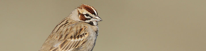Lark Sparrow © Luke Seitz