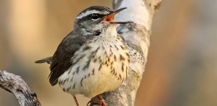 Louisiana Waterthrush © Ryan Schain