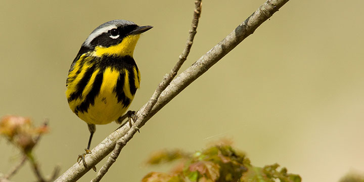 Magnolia Warbler © Ian Davies