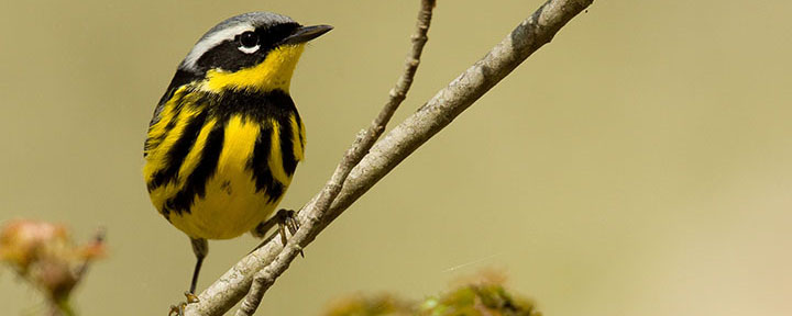 Magnolia Warbler © Ian Davies