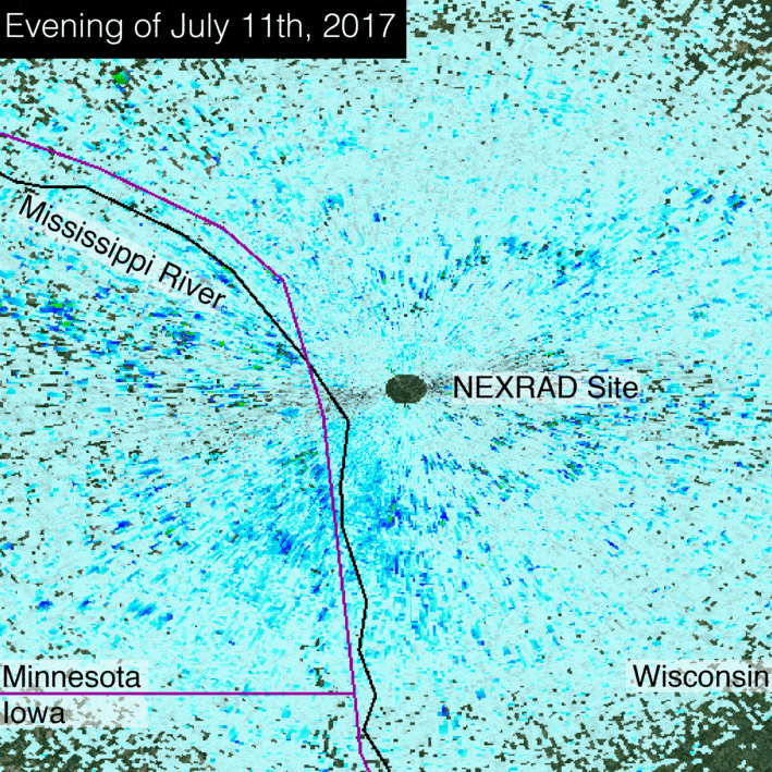 Radar imagery of a horde of mayflies