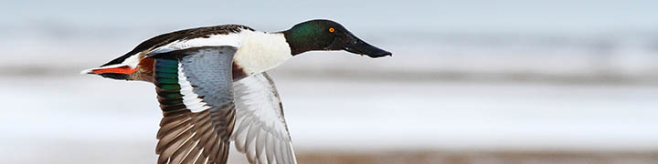 Northern Shoveler © Ian Davies