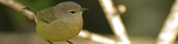 Orange-crowned Warbler © Ian Davies