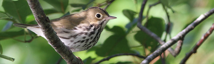 Ovenbird © Ian Davies