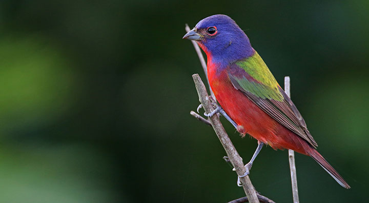 Painted Bunting © Ian Davies