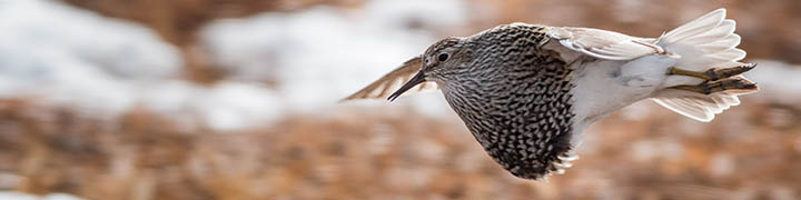 Pectoral Sandpiper © Ian Davies