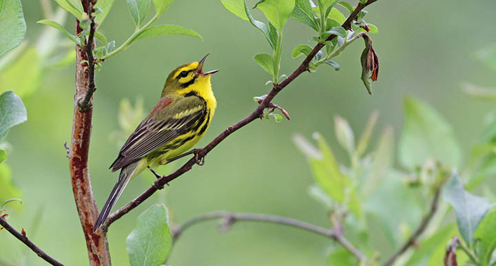 Prairie Warbler © Ian Davies