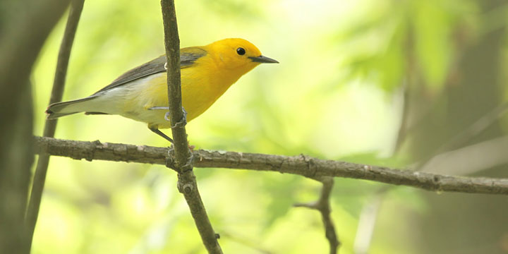Prothonotary Warbler © Ryan Schain