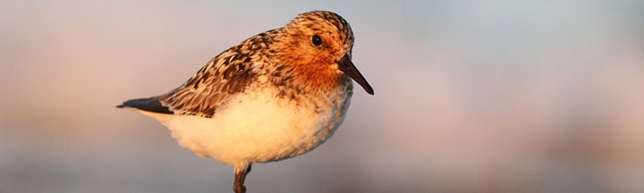 Sanderling © Ian Davies